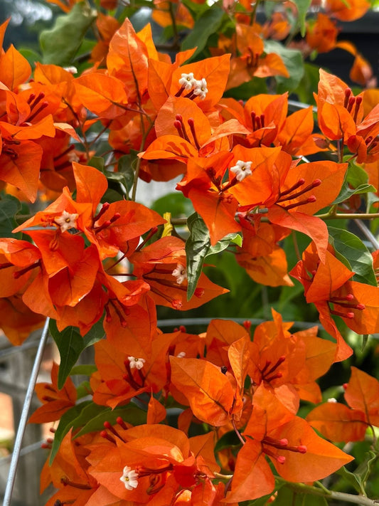 Orange Tanglong Bougainvillea Thai varitey|Buy Orange Tanglong Bougainvillea