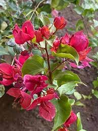 The Bougainvillea Thai Variety Peacock Red|Year-round blooming bougainvillea