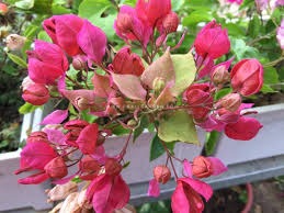 The Bougainvillea Thai Variety Peacock Red|Year-round blooming bougainvillea