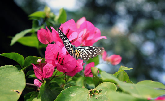 The Pink Butterfly Thai Variety Bougainvillea