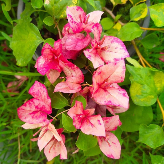 The "Red September" variety Thai Bougainvillea Flower Plant|Buy Red September