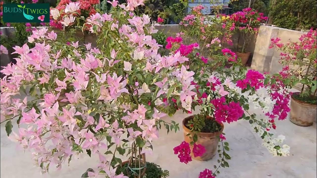 The Splash Thai Variety Bougainvillea