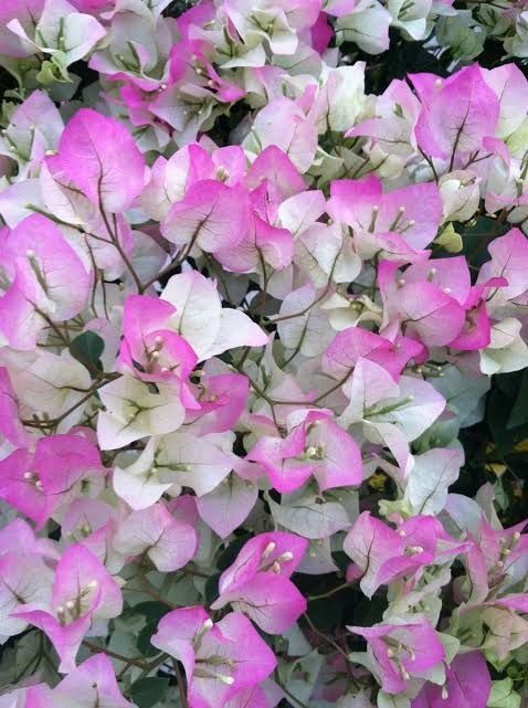 The Splash Thai Variety Bougainvillea