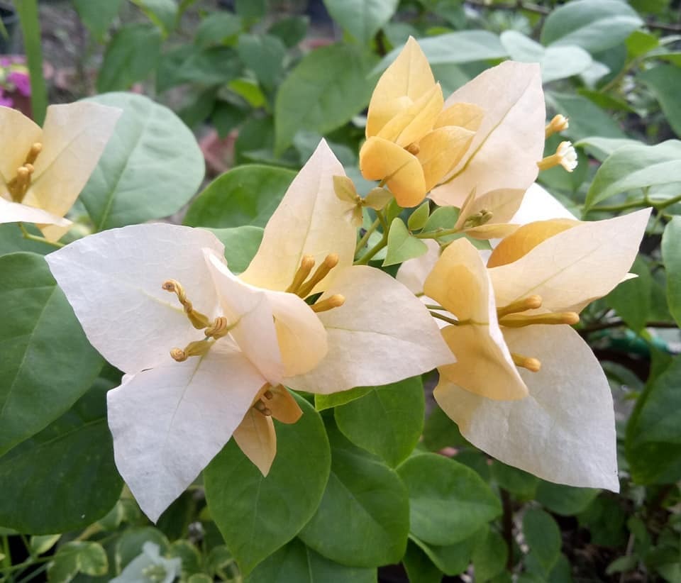 The Subarna Thai variety of Bougainvillea