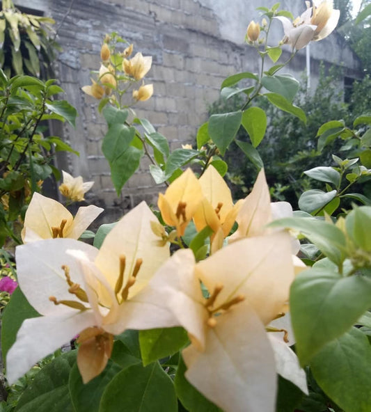 The Subarna Thai variety of Bougainvillea