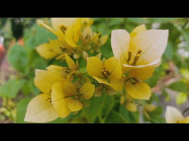 The Subarna Thai variety of Bougainvillea