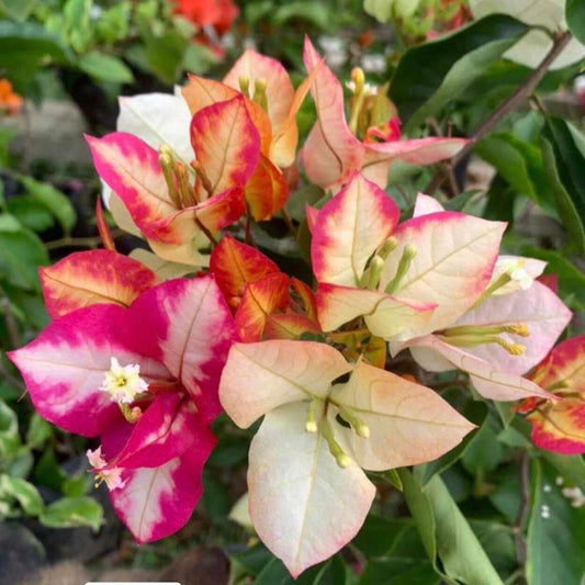 Sufia Indiana Bougainvillea Flower | Sufia Indiana Flower buy online