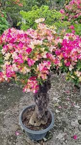 Sufia Indiana Bougainvillea Flower | Sufia Indiana Flower buy online