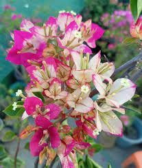 Sufia Indiana Bougainvillea Flower | Sufia Indiana Flower buy online