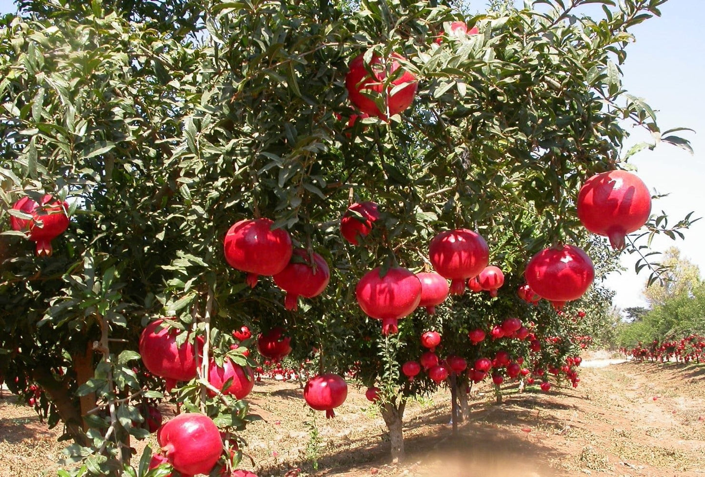 Super Bhagawa Pomegranate Plant|Best Quality Super Bhagawa Pomegranate Plants