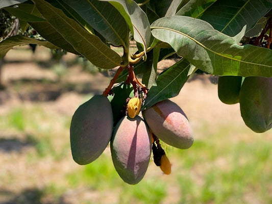 Thai B-5 mango plant |Thai B-5 mango plant for sale