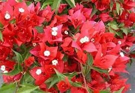 The Thai variety Bougainvillea V F Rubi|Buy V F Rubi