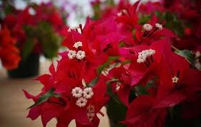 The Thai variety Bougainvillea V F Rubi|Buy V F Rubi