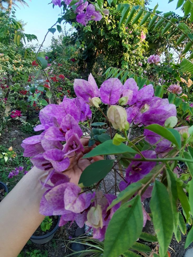 Violet Tanglong Bougainvillea Grafted Plant