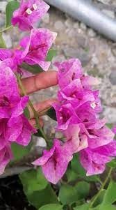 The Thai Violet September Bougainvillea (Bougainvillea glabra)|Violet Flowering Bougainvillea||Bougainvillea Violet September