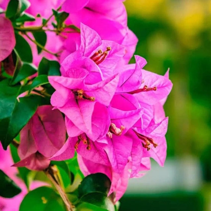 The Thai Violet September Bougainvillea (Bougainvillea glabra)|Violet Flowering Bougainvillea||Bougainvillea Violet September