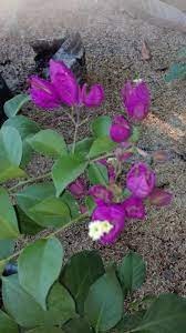 Violet Tanglong Bougainvillea Grafted Plant