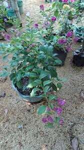 Violet Tanglong Bougainvillea Grafted Plant