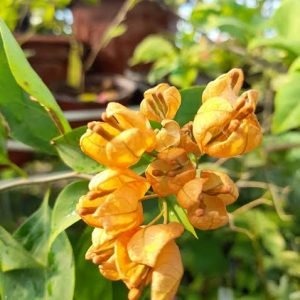 Yellow Tanglong Bougainvillea Grafted|Buy yellow Tanglong Bougainvillea