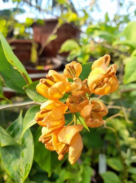 Yellow Tanglong Bougainvillea Grafted|Buy yellow Tanglong Bougainvillea