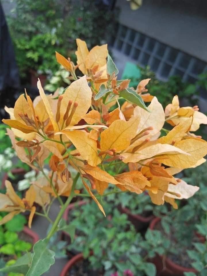 YELLOW BUTTERFLY THAI VARIETY BOUGAINVILLEA FLOWER PLANT