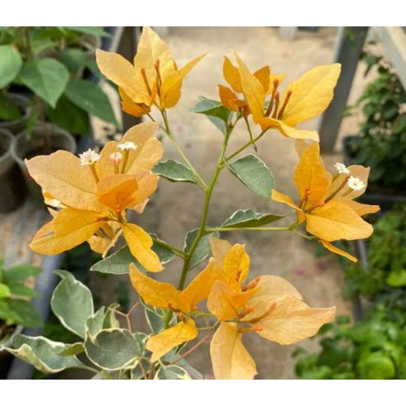 YELLOW BUTTERFLY THAI VARIETY BOUGAINVILLEA FLOWER PLANT