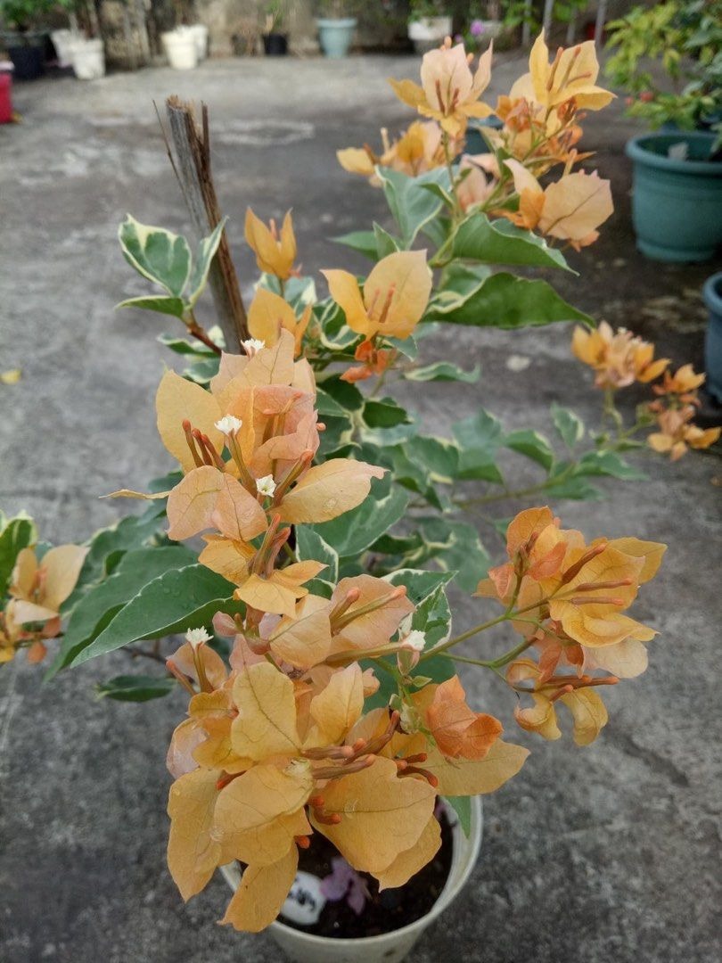 YELLOW BUTTERFLY THAI VARIETY BOUGAINVILLEA FLOWER PLANT