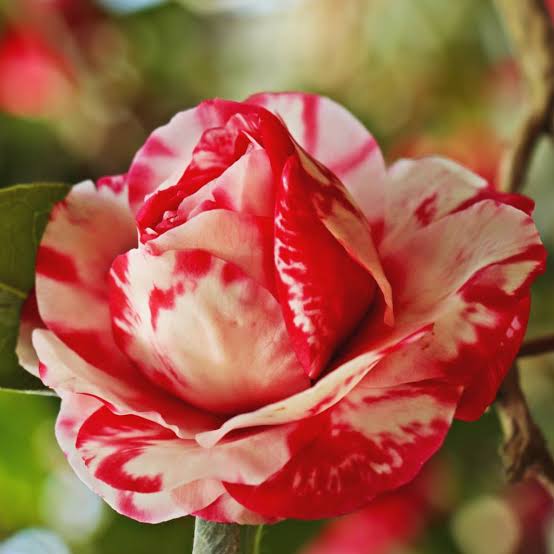Camellia Plants for Sale | Buy Camellia Online | Camellia Flower Plant for Sale