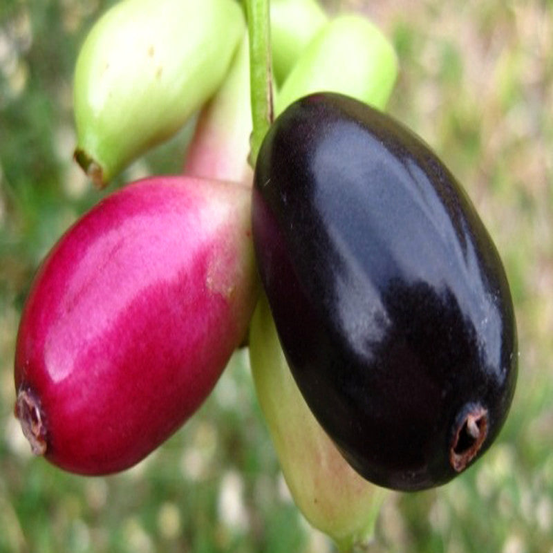 Jambolan Badoli (Grafted)- Fruit Plants & Tree