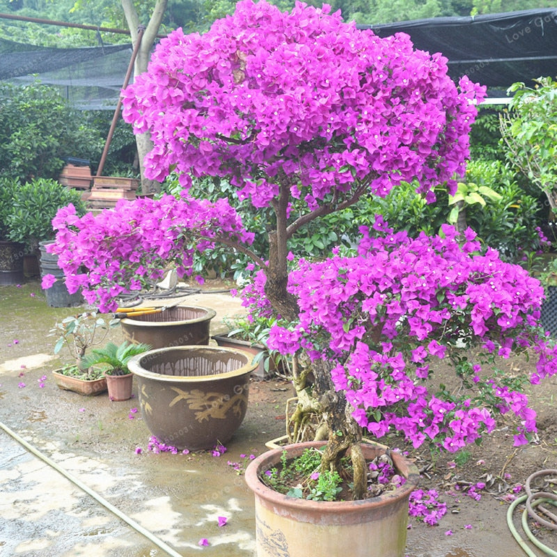 Bougainvillea Glabra (Formosa) Plant for Sale | Buy Bougainvillea Glabra Online