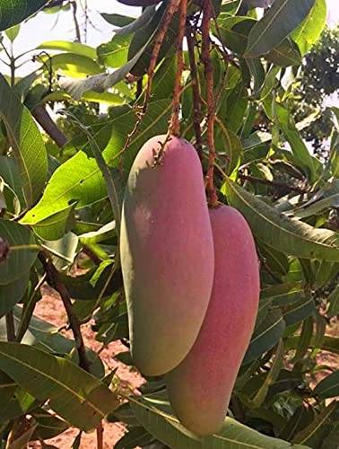 Red Banana Mango Plant Grafted