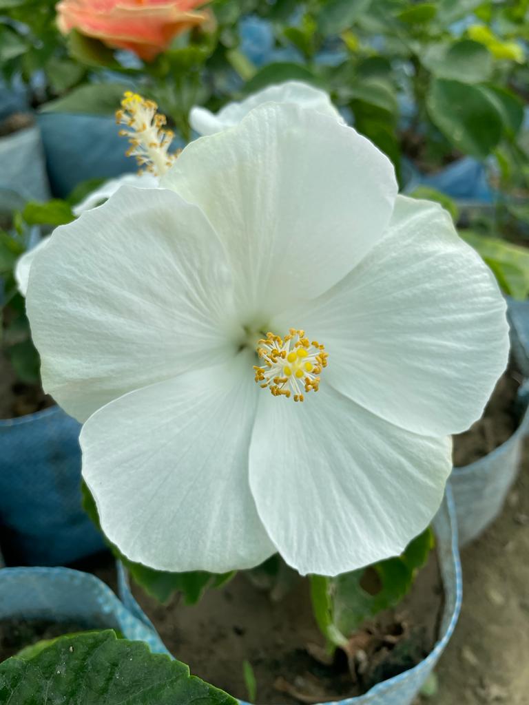 Hibiscus Plants for Sale | Buy Hibiscus Plant Online | Hibiscus Plants near me | Hibiscus Flower Plant for Sale