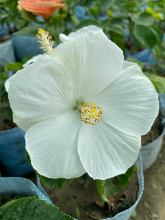 Hibiscus Plants for Sale | Buy Hibiscus Plant Online | Hibiscus Plants near me | Hibiscus Flower Plant for Sale