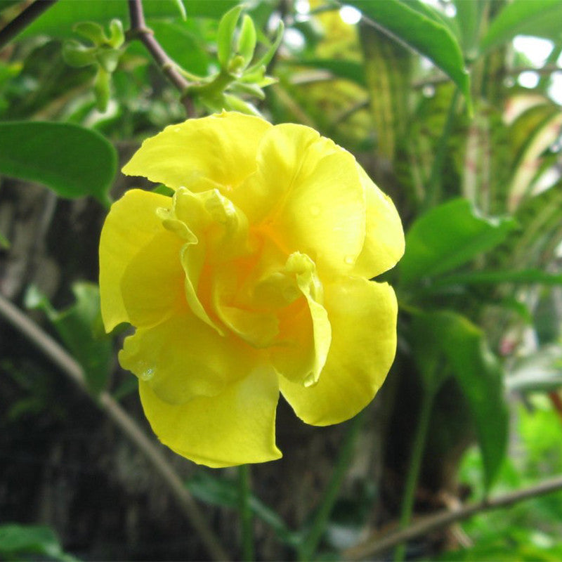 Allamanda Double Yellow for Sale Online - Flower Creepers & Climbers