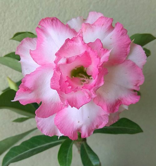 Adenium Plant (Grafted) for Sale | Buy Adenium Online