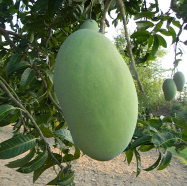 Gobindabhog Mango Plant Grafted | Gobinda Bhog Mango Plant for Sale | Buy Mango Plants Online | Mango Plant Nursery Near me