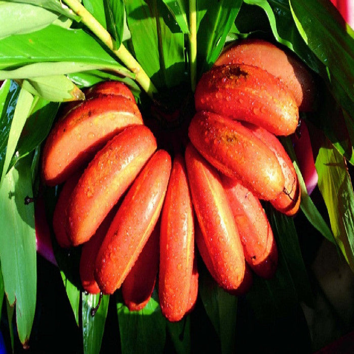 Red Banana/Red Chakrakeli - Fruit Plants & Tree