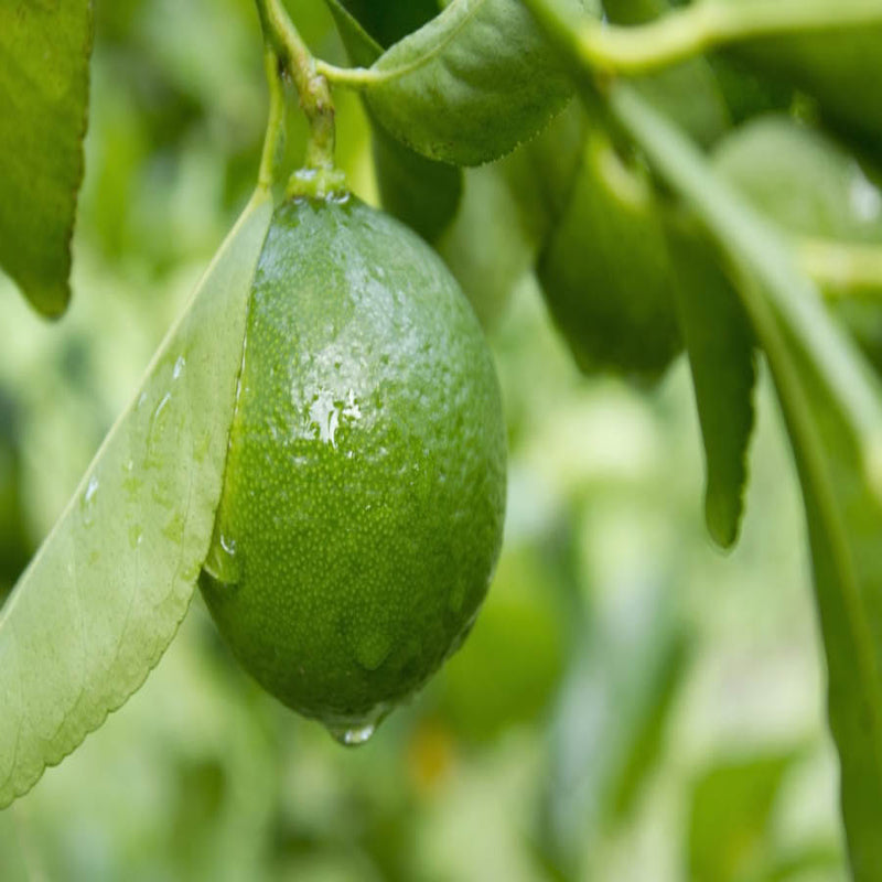 Lemon Hybrid - Fruit Plants & Tree