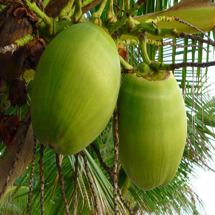 Desi Coconut Tree | Coconut tree for sale | Buy desi coconut plant tree online | Fruit plant for sale
