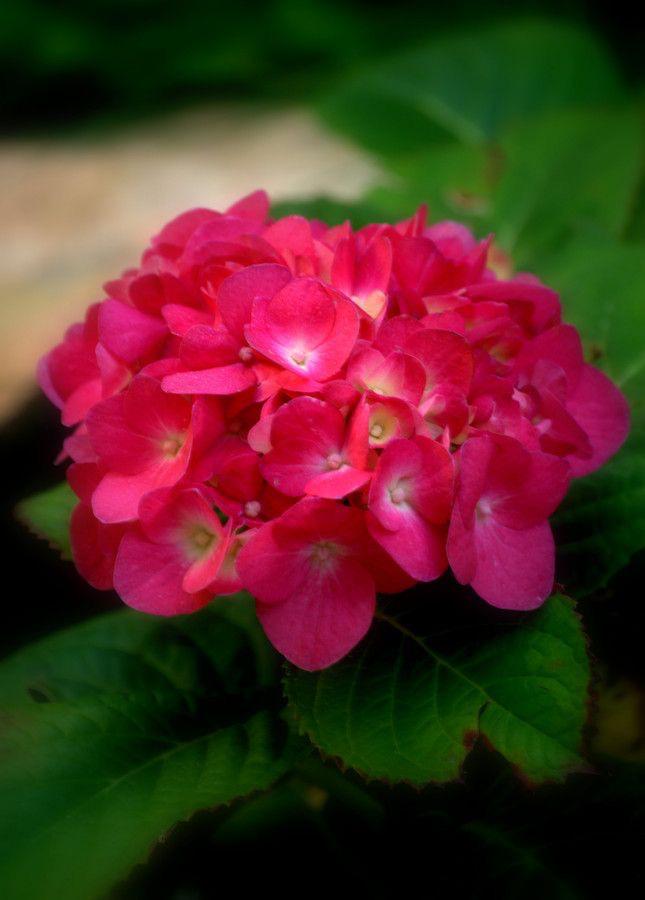 Hybrid Hydrangea Plant|Best Hybrid Hydrangea varieties|Buy Hybrid Hydrangea flowers online