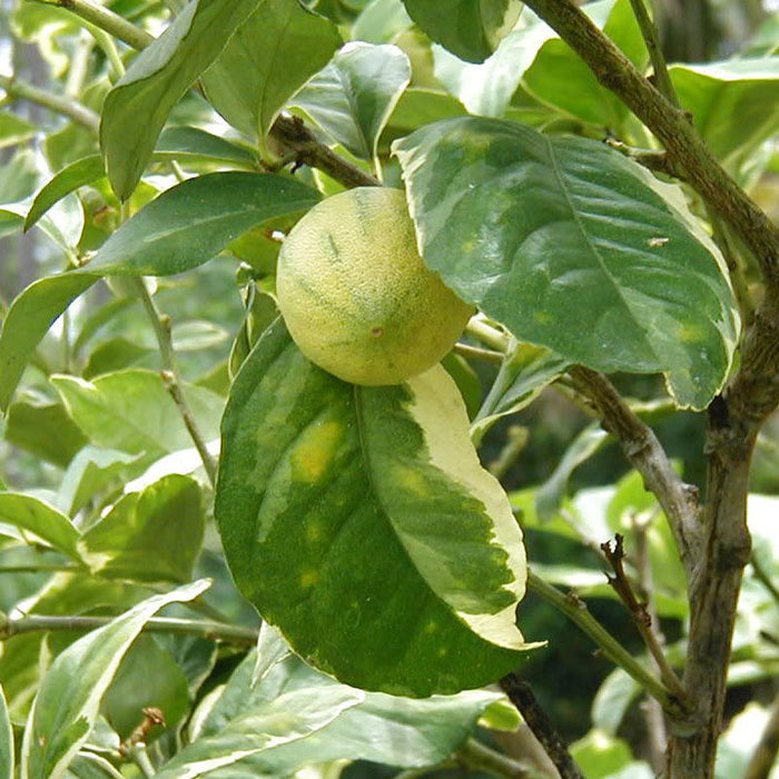 Mosambi Variegata (Grafted)- Fruit Plants & Tree