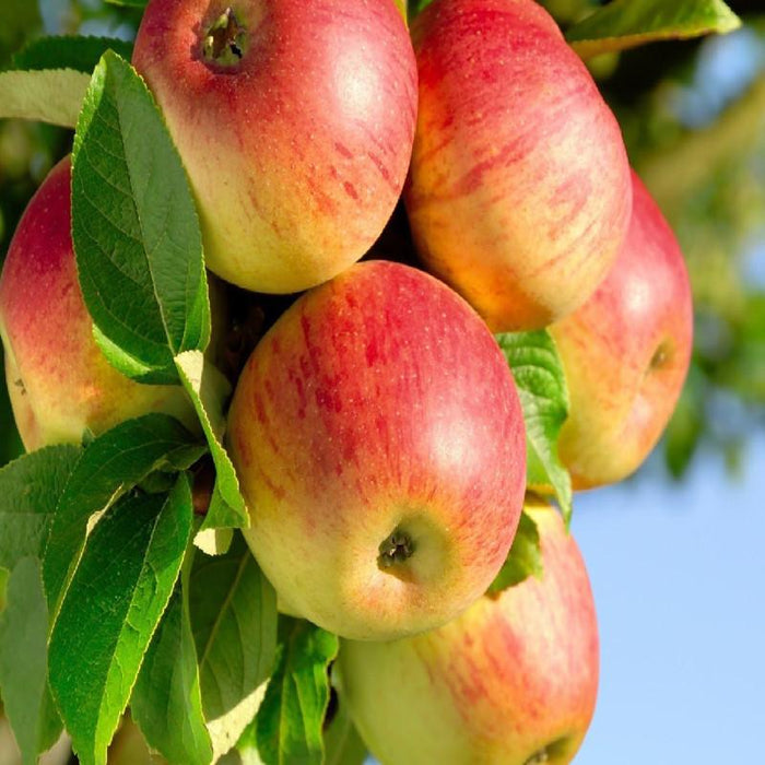 Apple Gold (Grafted) - Fruit Plants & Tree
