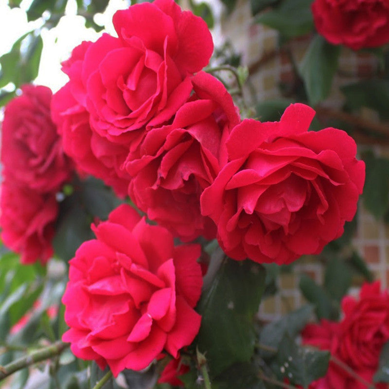 Thornless Rose - Flowering Plants