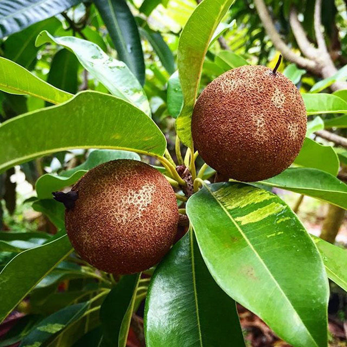 Thechikkapoo Tree Grafted Chikoo Plant | Chikoo Plant | Chikoo Fruit Tree | Buy Chikoo T ...