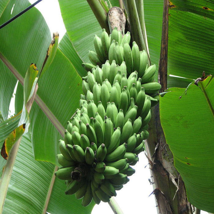 Amruthapani Banana Plants for Sale | Buy Banana Tree Online | Fruit Plants for Sale