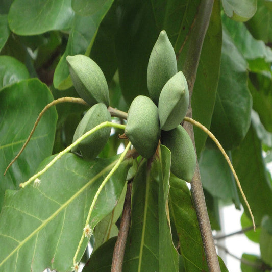 Indian Almond-Avenue Trees