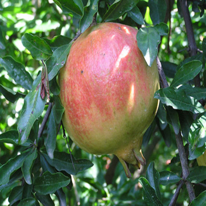 Ganesh Anar Plant for Sale | Buy Ganesh Anar Online | Pomegranate Fruit Plants for Sale Near me