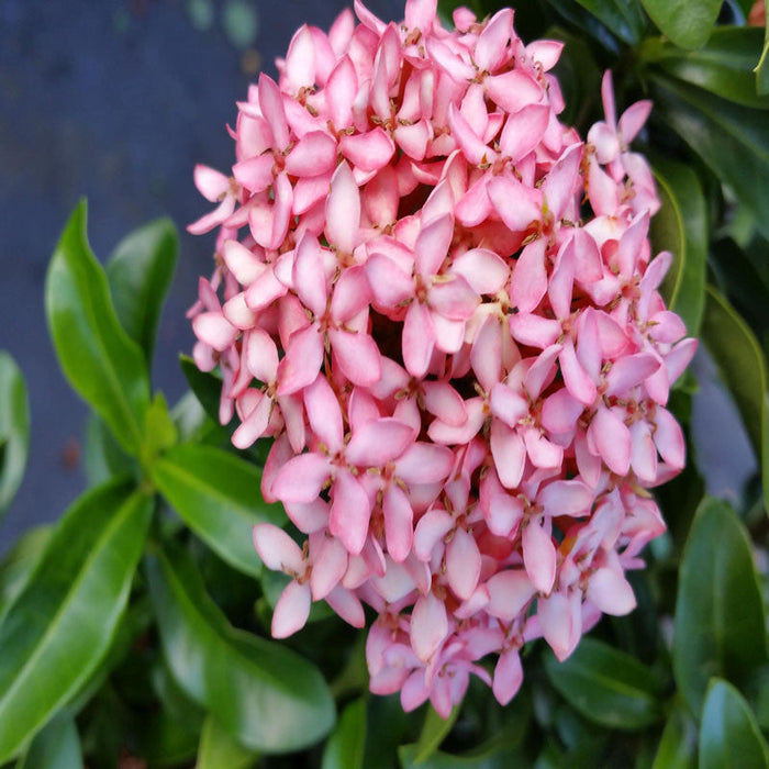 Ixora Mini Dwarf Pink - Flowering Plants