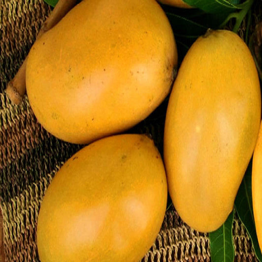 Mango Mallika(Grafted)- Fruit Plants & Tree