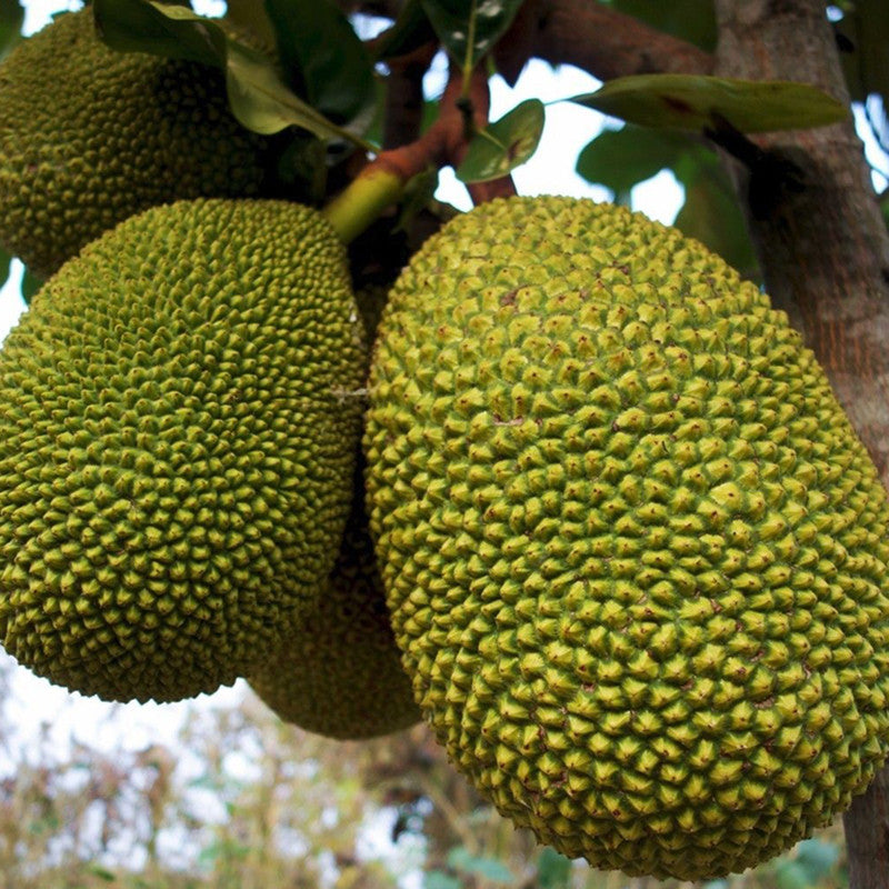 Jack fruit-Gumless Panasa(Grafted) - Fruit Plants & Tree